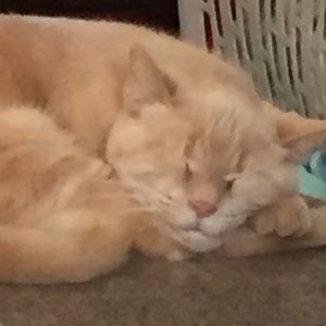 Meet your Posher, Abigail